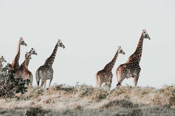 Seven giraffe roaming Amakhala