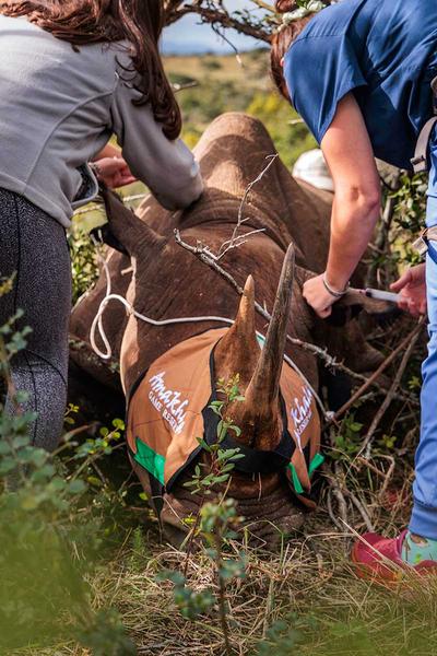 Rhino undergoing a wellness check with a vet team doing an examination