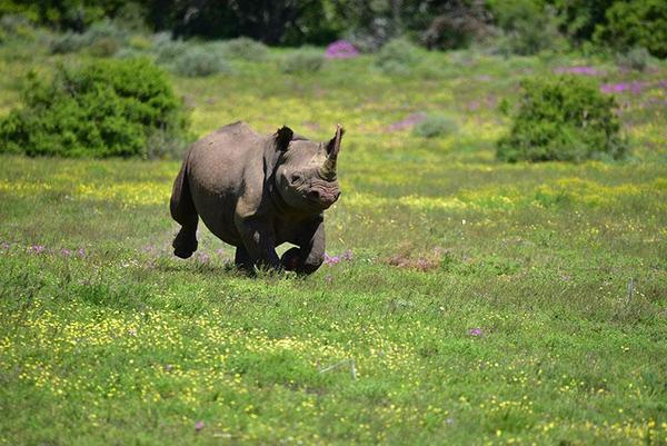 Black rhino running through field at Amakhala Game Reserve