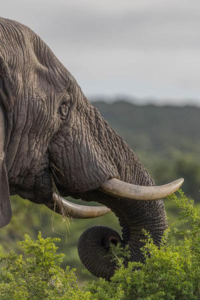 Elephant grazing on trees