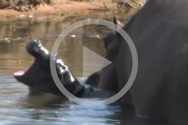 Watch a baby hippo on Amakhala