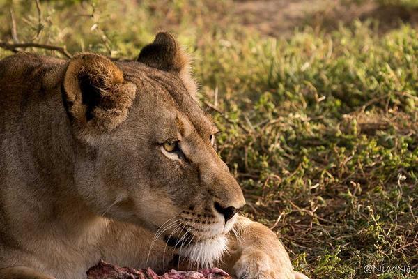 Lioness