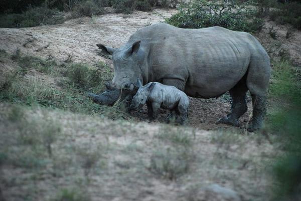 New baby rhino calf and mum on Amakhala