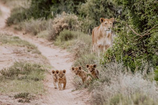 Lion Cubs