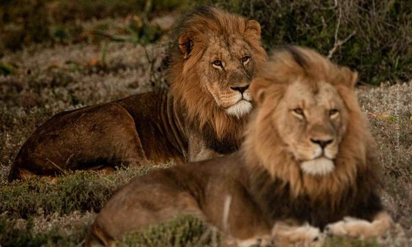 Two lions on Amakhala