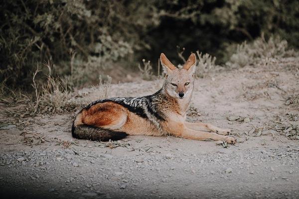 Wildlife on the reserve