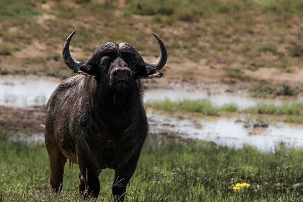 Buffalo standing near water