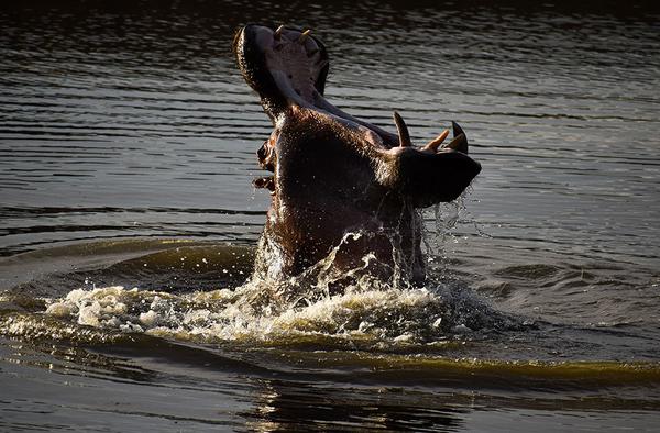 Hippo jumping out of water with open mouth