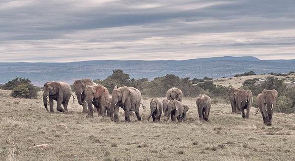 Herd of elephants walking through reserve