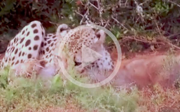 Cheetah video