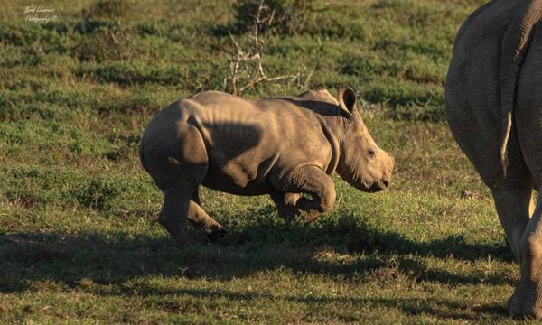 One of the two rhino calves born on Amakhala