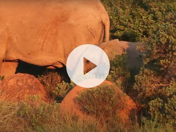 Elephant Calf Enjoying the Winter Sun at Amakhala Game Reserve