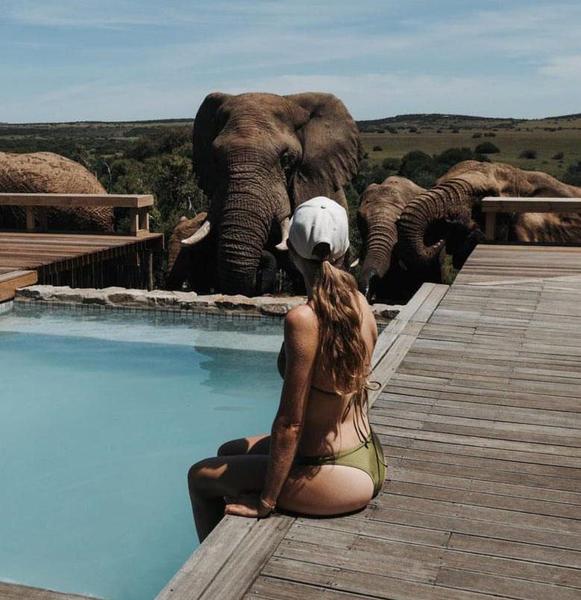 Elephants enjoying pool water  in front of guest