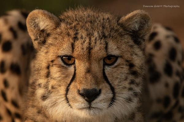 Cheetah on Amakhala
