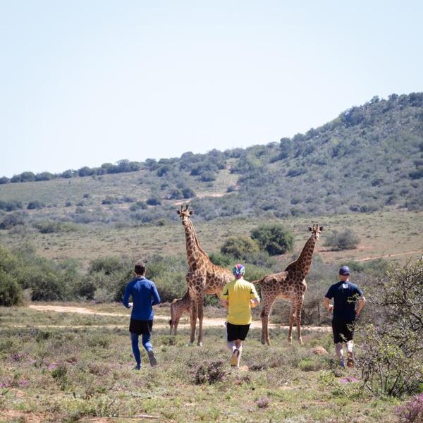 Runners on Amakhala with girraf in background