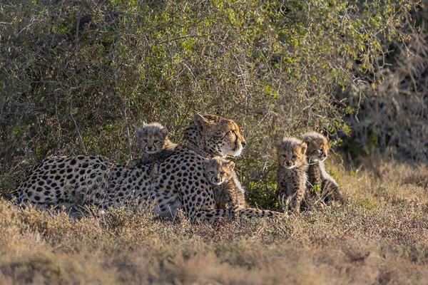 Cheetah mother relaxing in the shade with four cheetah cubs