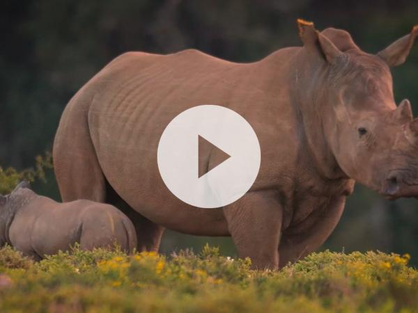 Adult female Rhino with her new baby Rhino
