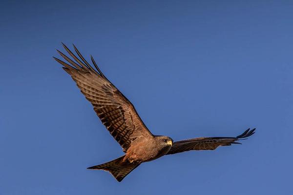 Bird of prey flying through sky