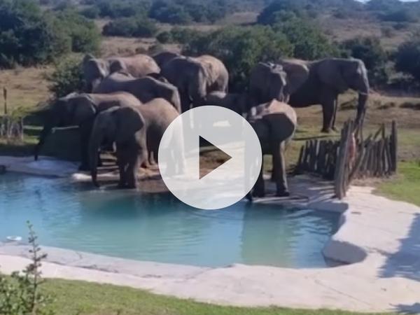 Herd of elephants drinking from swimming pool