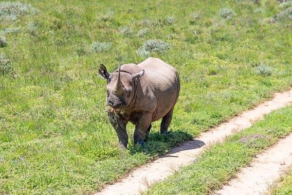 Black Rhino Project in action
