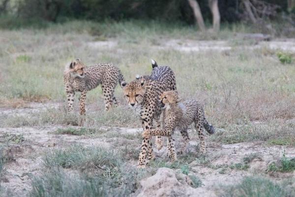 Cheetah Cubs On Amakhala