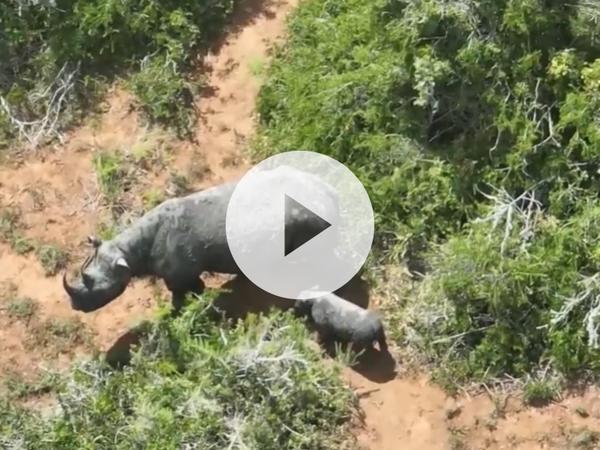 Video of mother and baby black rhino