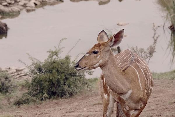 Female kudu on the reserve