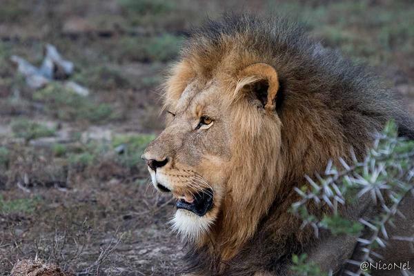A male lion
