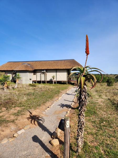 Safari tent with thatched roof