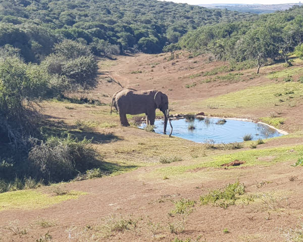 Honeymooners Thrilled at Safari Lodge