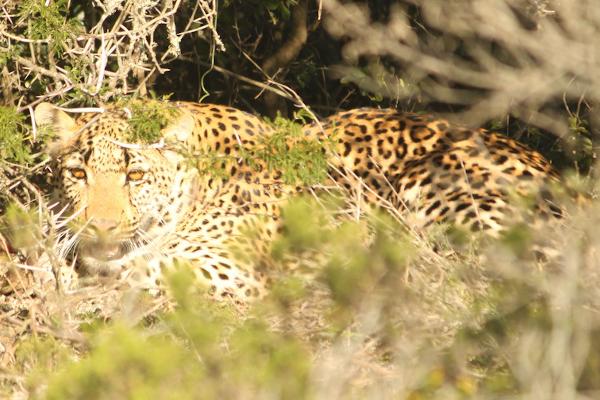 Leopard on Amakhala