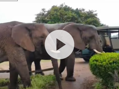 Two elephants visiting the garden at the lodge