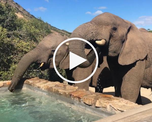 Elephant drinking at HillsNek pool