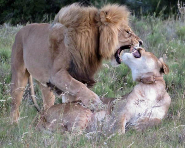 Lion and lioness at Amakhala