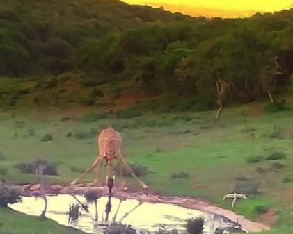 Giraffe drinking at sunset