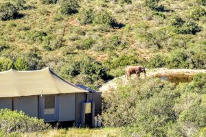 Elephant visiting at Bukela