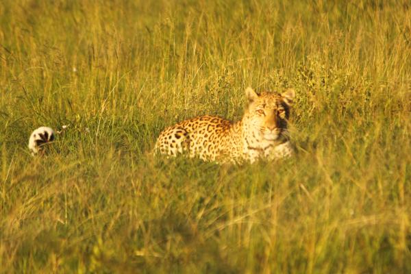 Exciting leopard release on Amakhala