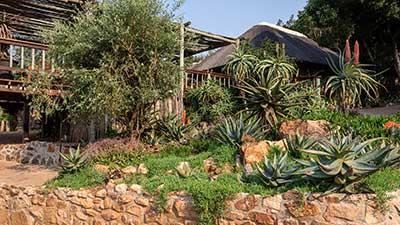 Aloes along path at Woodbury Lodge