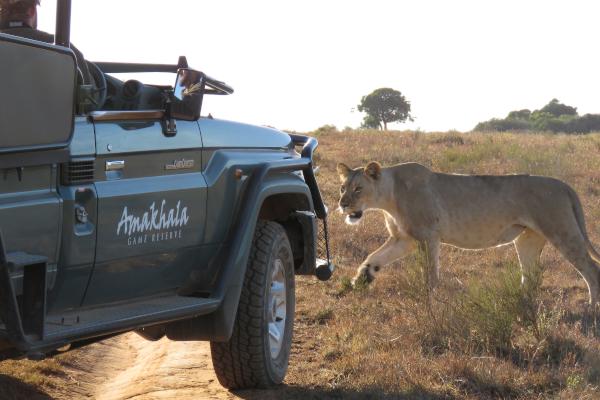 Elephant walking in Amakhala