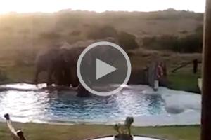 Elephant save youngest from pool