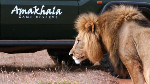 Lion next to a game viewing vechile