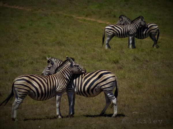 Zebra hugs