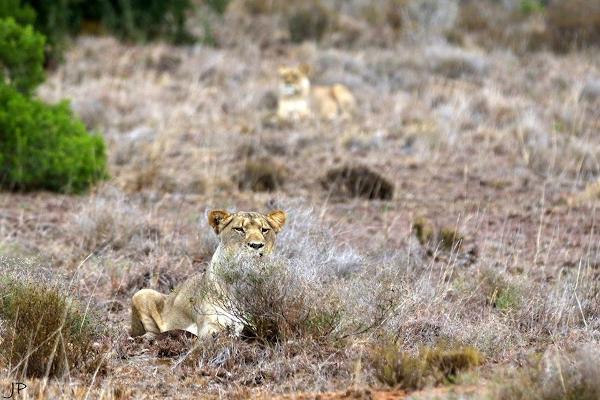 Lioness stalking prey on Amakhala