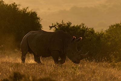 Rhino in veld