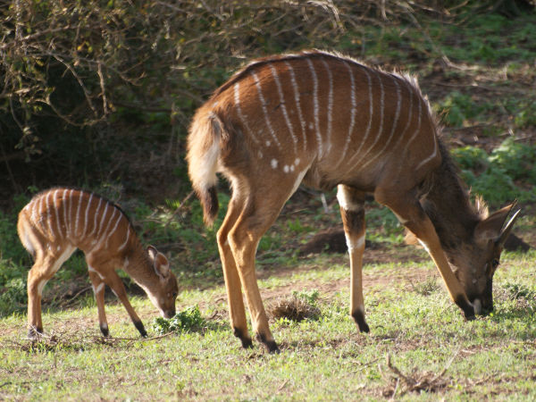 Baby Nyala