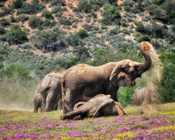 Lions on Amakhala Game Reserve