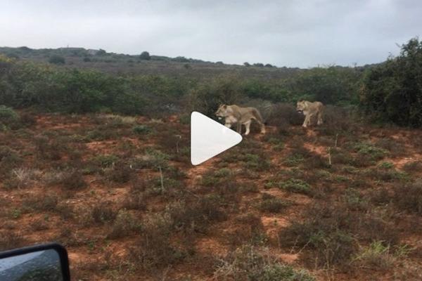 Lions - click to watch! 