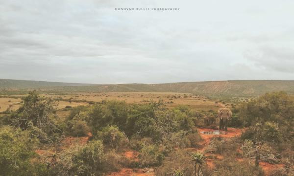 Elephants at water hole