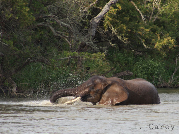 Elephant bathing in the river