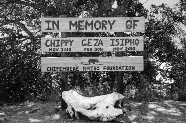 Rhino memorial on Amakhala